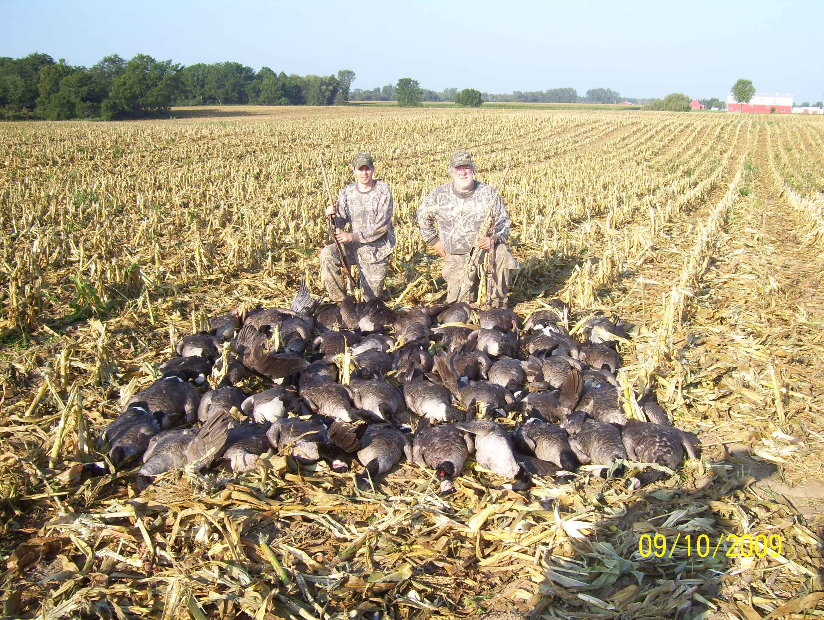 lots-of-geese
